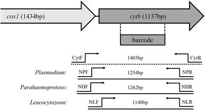 Raising the bar: genus-specific nested PCR improves detection and lineage identification of avian haemosporidian parasites